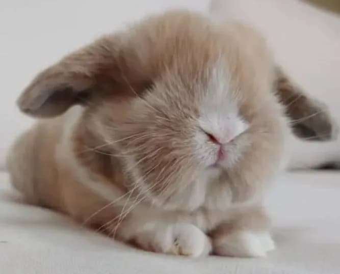 Gold Holland Lop Bunnies for Sale