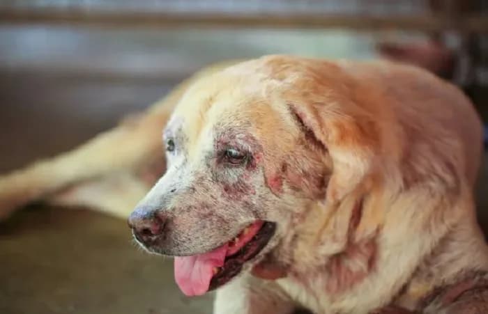 From Irritated to Incredible: Advanced Pet Coat & Skin Treatment in Secunderabad