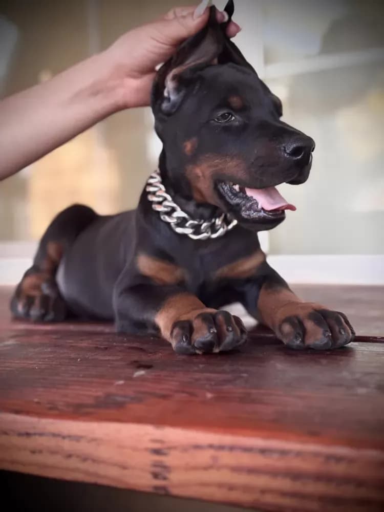 Buy Male Doberman Pinscher Puppy in Madera, CA | #669032