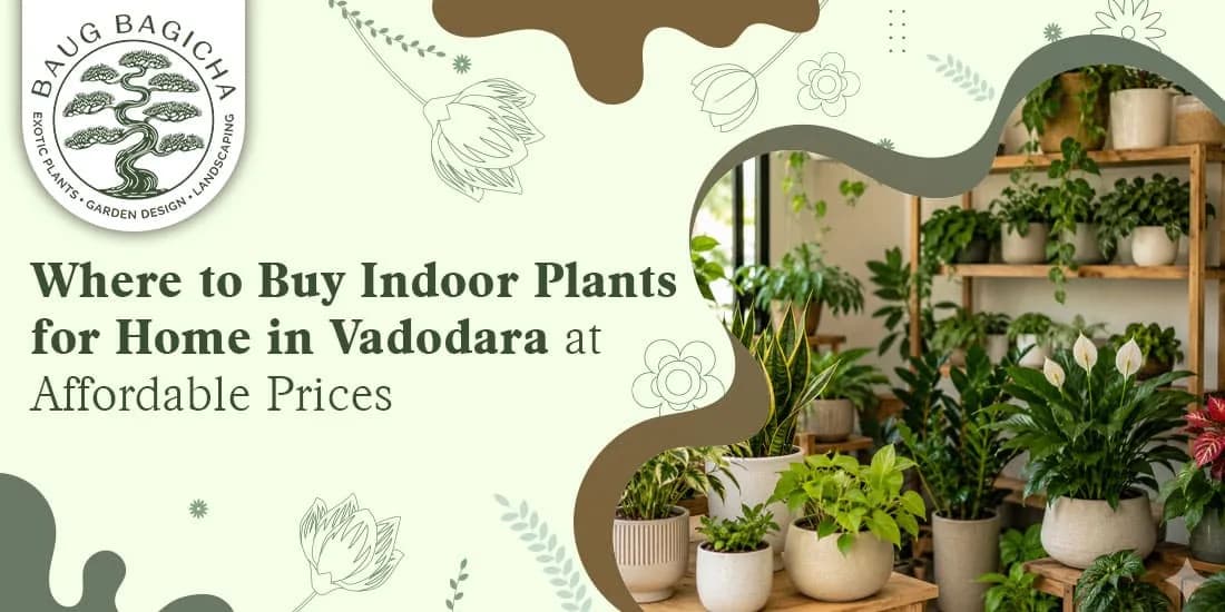 Decorative plants for home in Vadodara | baugbagicha