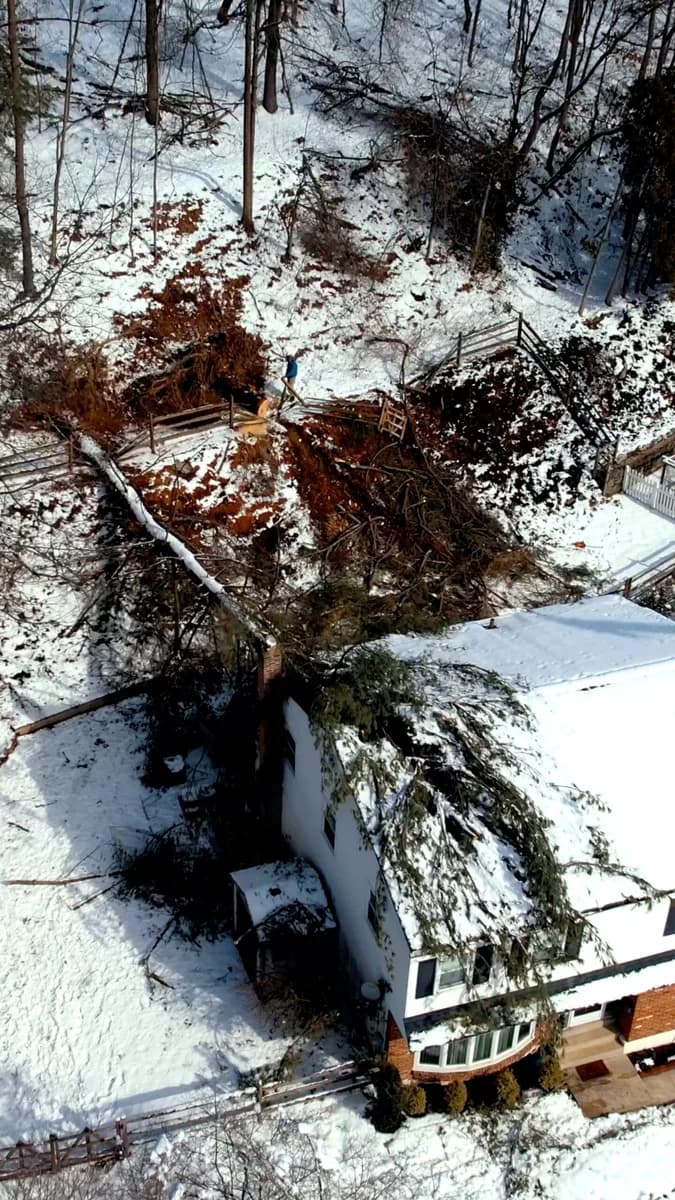 Professional Tree Removal Ardmore PA for Safe Property Protection Services
