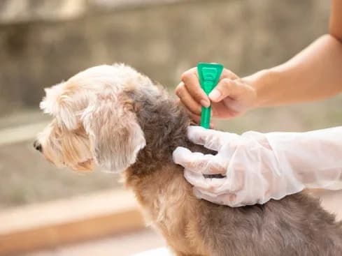 Stop the Itch! Effective Dog Tick & Flea Removal in Secunderabad