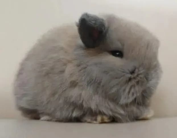 Judy Mini Lop Bunny for Sale