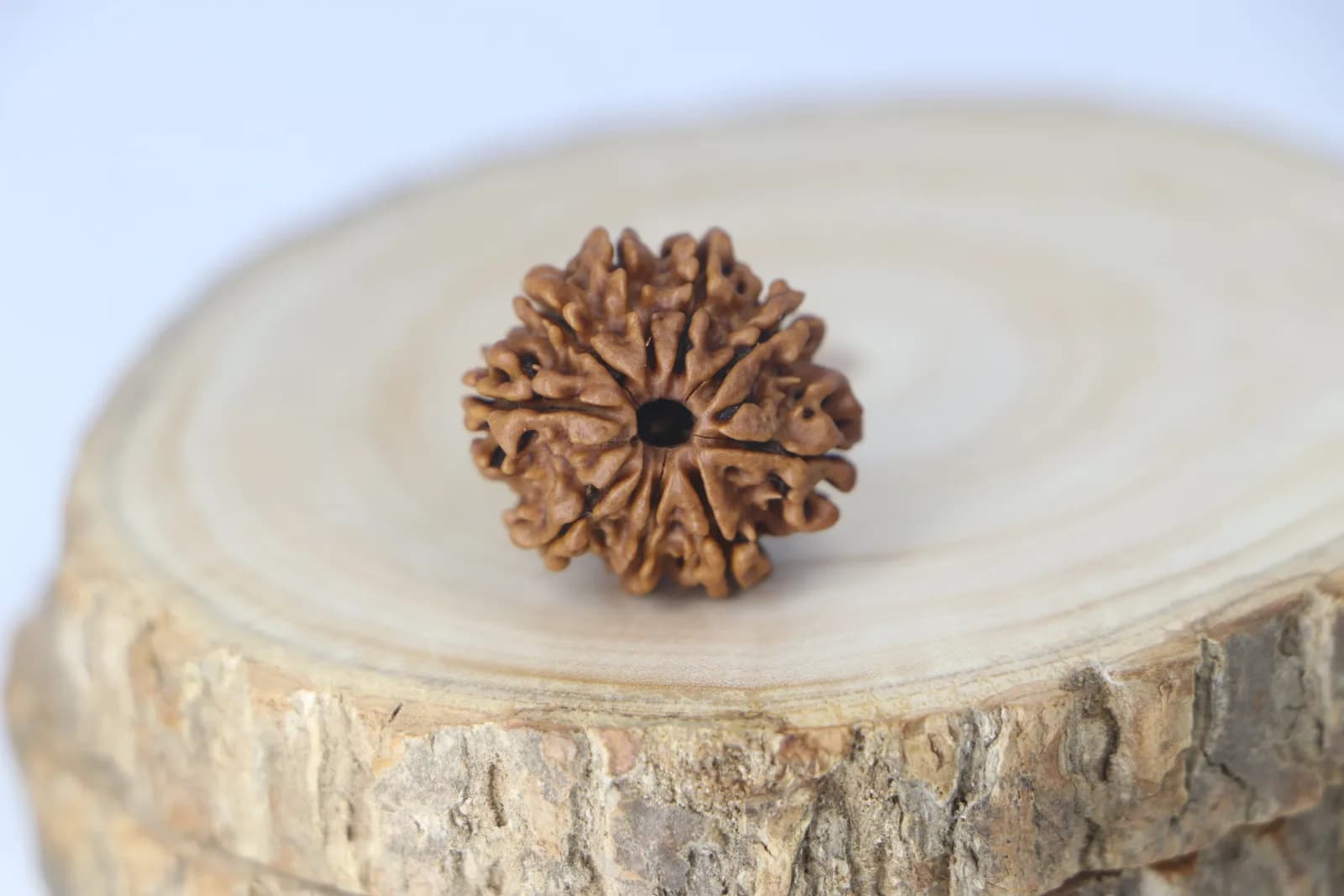 11 Mukhi Rudraksha 