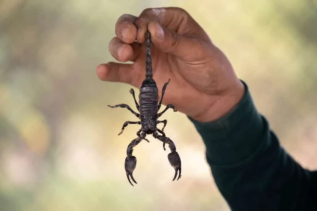 Scorpion Pest Control - Arizona Termite & Pest Solutions