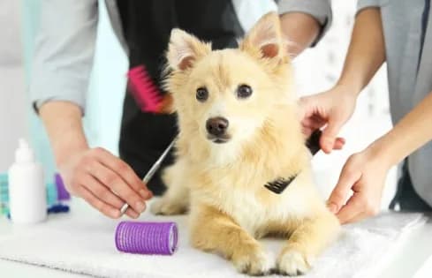 Top-Rated Pet Health Grooming in HITEC City