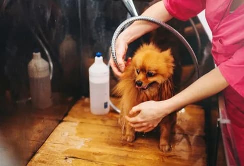 Expert Groomers for Pet Hair Clipping in Secunderabad