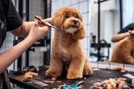 Premium Large Breed Dog Grooming Dubai