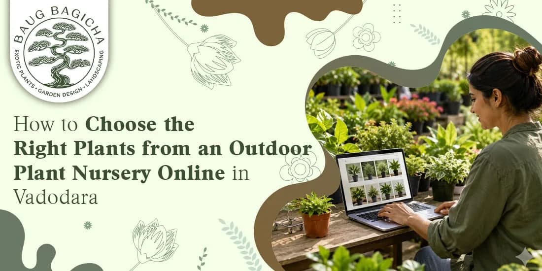 Indoor plants online in Vadodara | baugbagicha