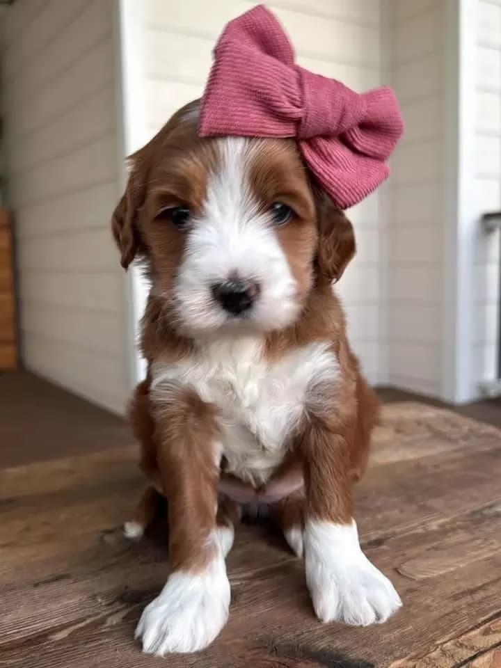 Buy Goldendoodle Puppy in Dallas, TX | #672218 | PetzLover