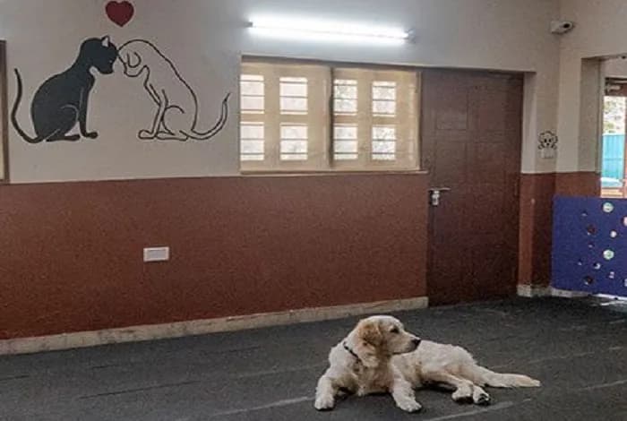 Affordable Pet Hostel in Secunderabad That Provides Proper Care