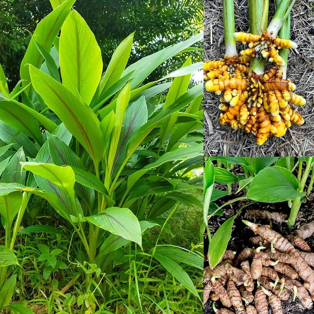 Premium Turmeric Supplier in India for Quality and Consistency