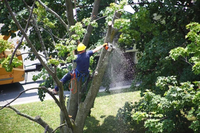 Fast Response for Urgent Tree Problems Emergency Tree Removal Company