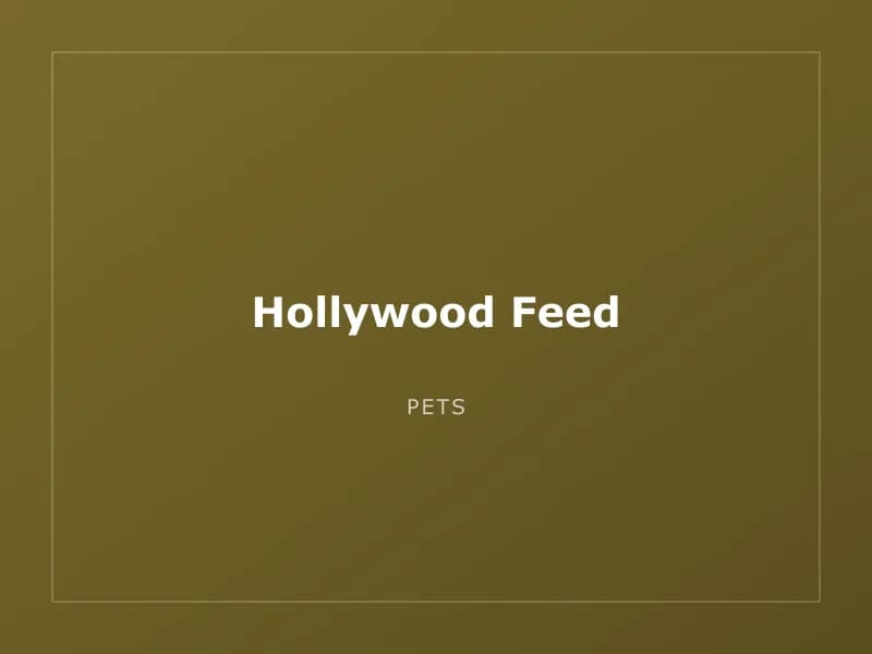 Hollywood Feed