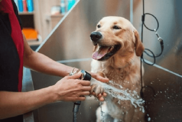 Salon Care for Pets in Goa | By GlamPetz