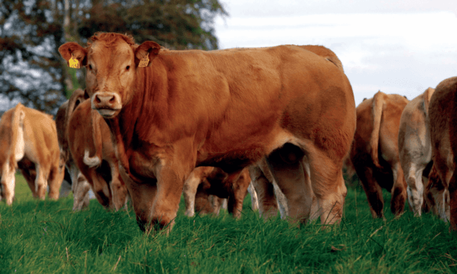 Grass-fed Limousin Cattle for sale