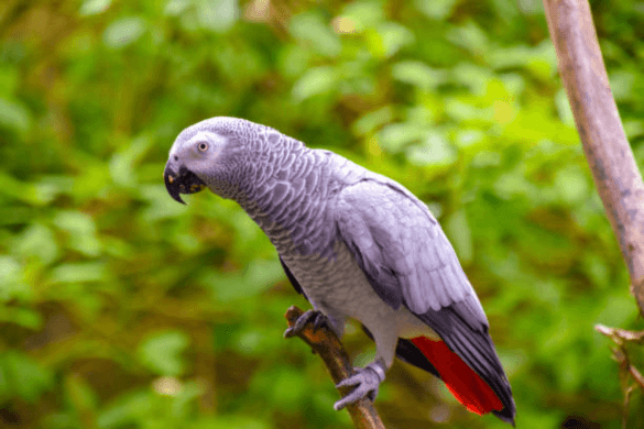 Amazing Birds Farm Healthy Parrots for Sale Worldwide