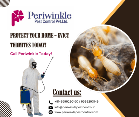 Termite Control Service in Greater Noida – Safe & Reliable Solutions