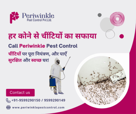Safe and Efficient Ant Pest Control in Greater Noida