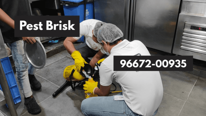 🛡️ Termite Control Treatment by Pest Brisk (Delhi NCR)