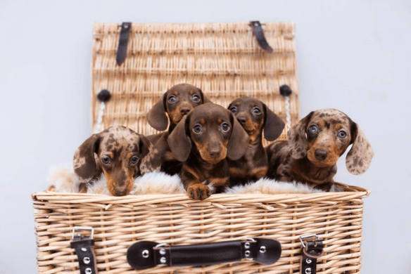 Dachshund Puppies For Adoption Near Me