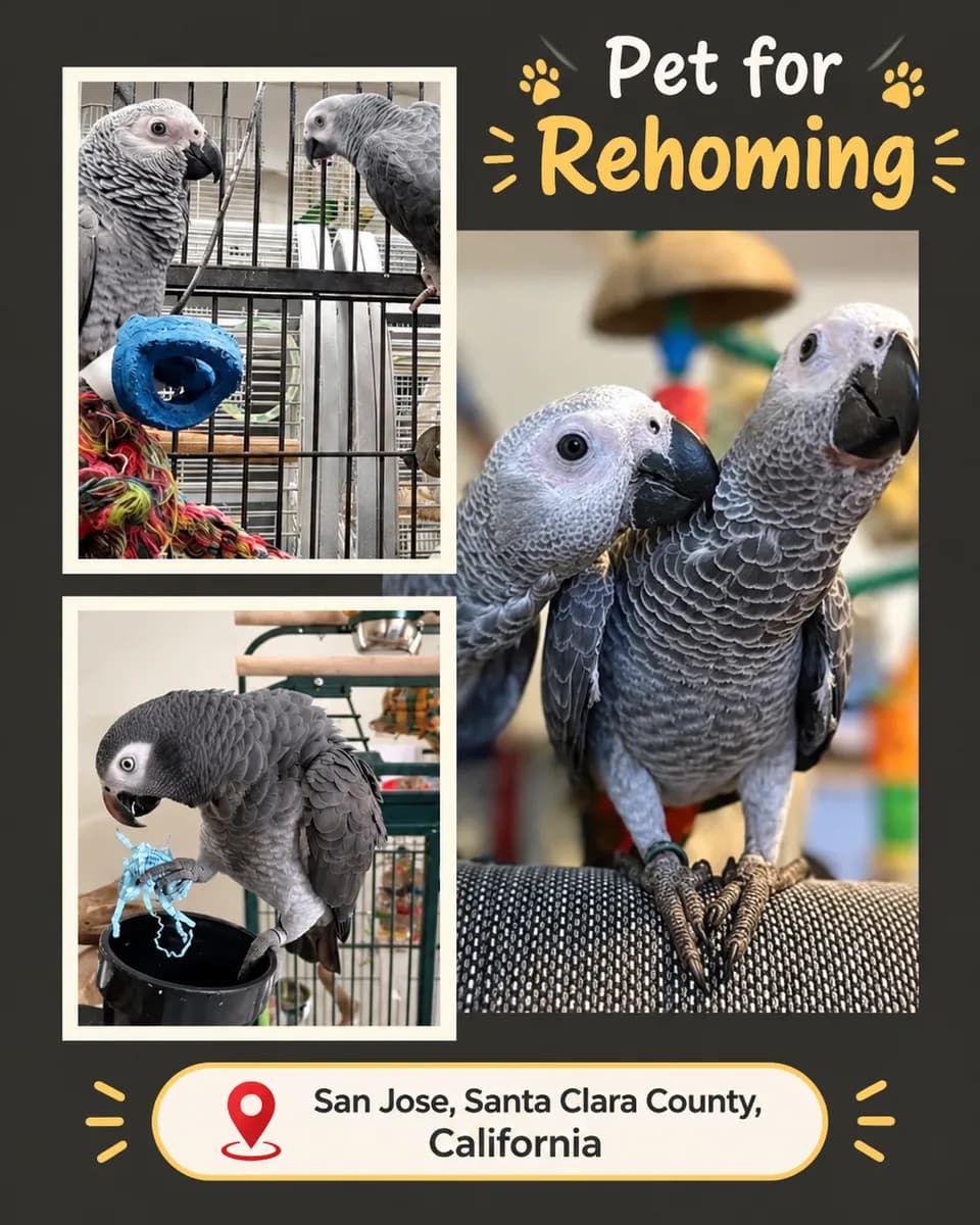 Adopt African Grey Parrot Bird in San Jose, CA | #687010