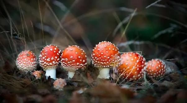 Buy mushrooms online