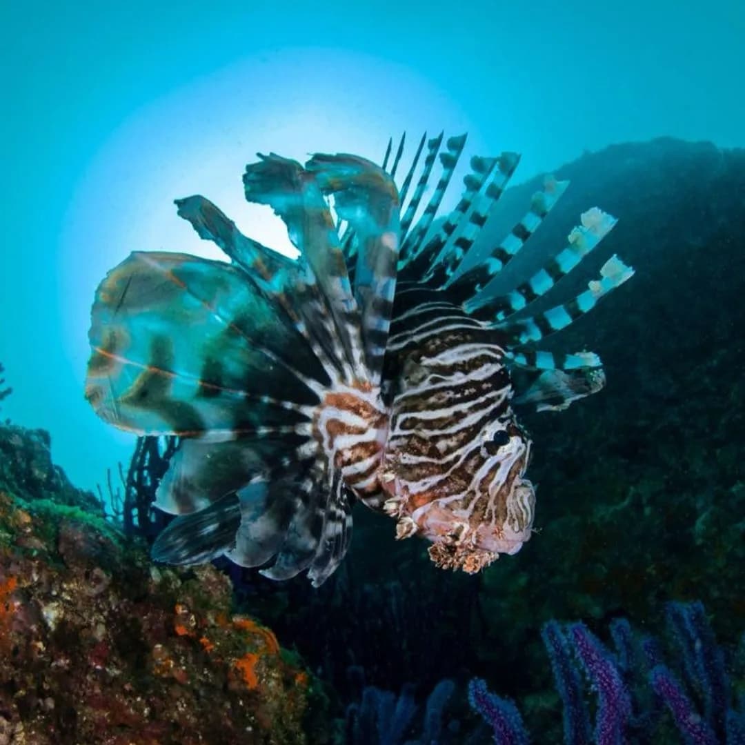 Find the Best Boat Tours in Oman
