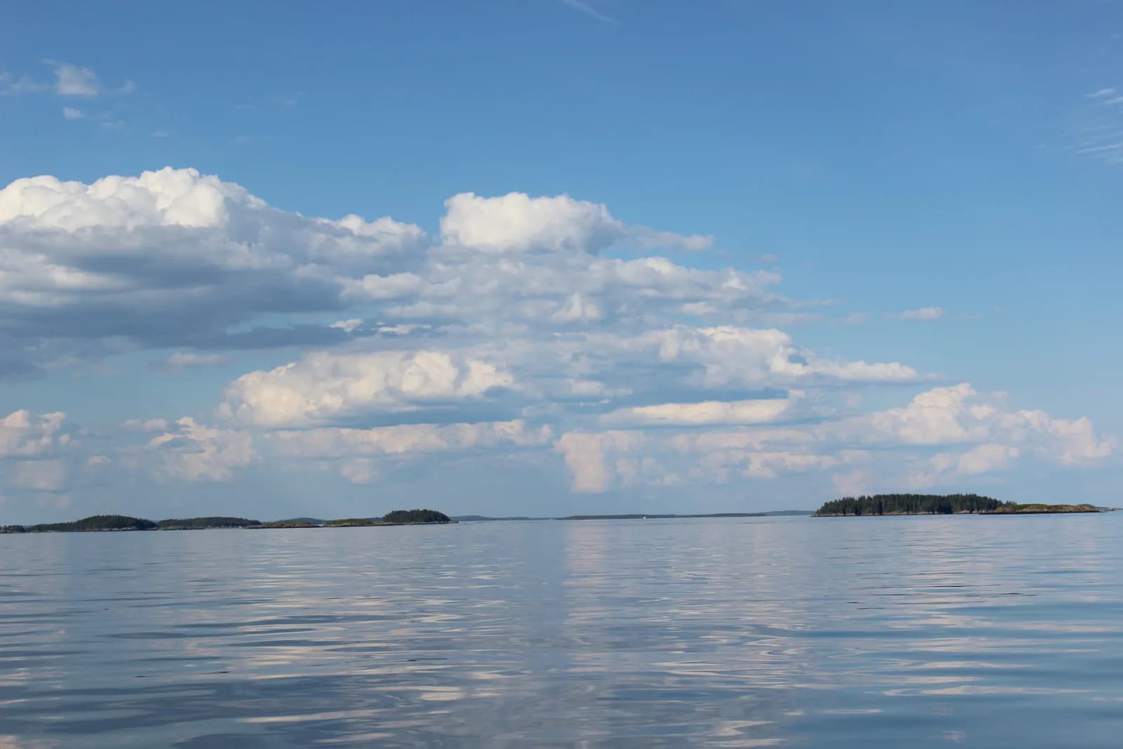 What Makes New Brunswick Whale Watching Special?