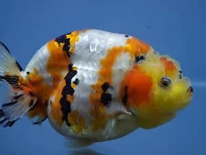 Fish Store in Austin