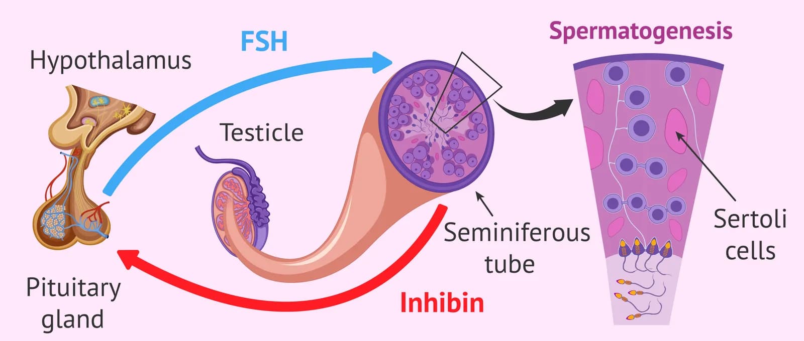 Follicle Hormone Test in Delhi | Your Fertility Care Partner