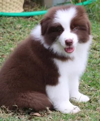 Beautiful & Healthy Border Collie