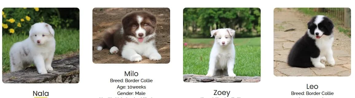 Meet Our Beautiful Border Collie Puppies