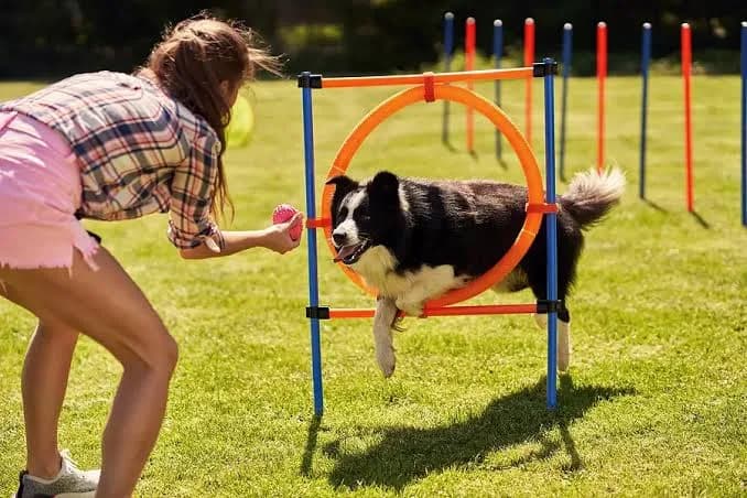 Dog Bite Prevention for Field Employees – Workplace Safety Guide