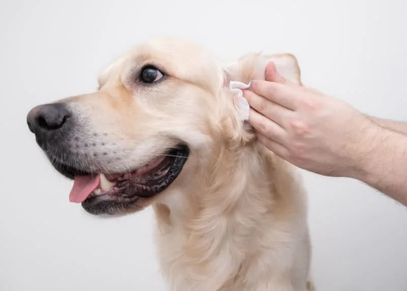 Deep Ear Cleaning For Dogs | Paws & Claws Pets