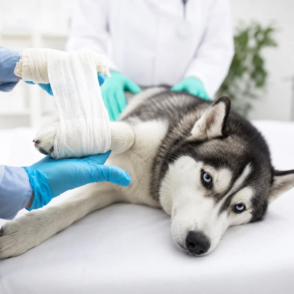 Reliable Pet Surgery Hospital in Galt