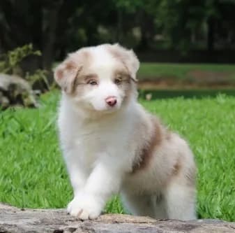 Producing Quality Border Collie Puppies