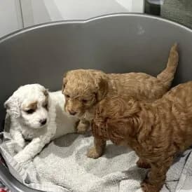 cavapoo puppies for sale