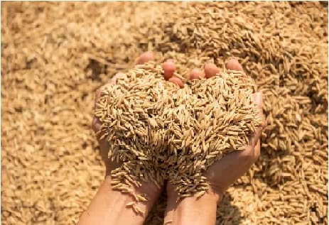 Latest Paddy Price Today: Live Mandi Bhav Updates