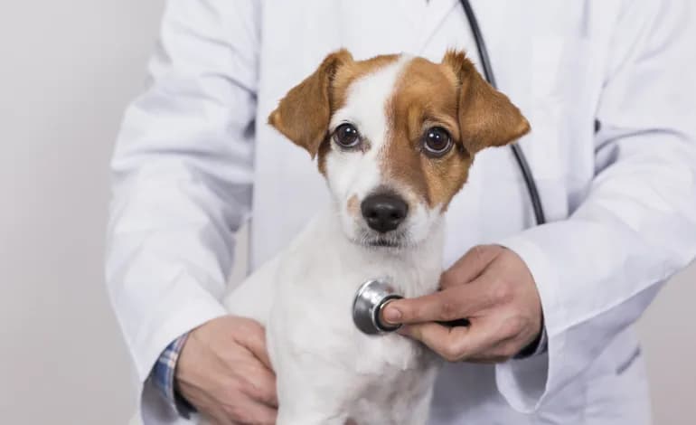 Why Modern Pet Medical Facilities Matter