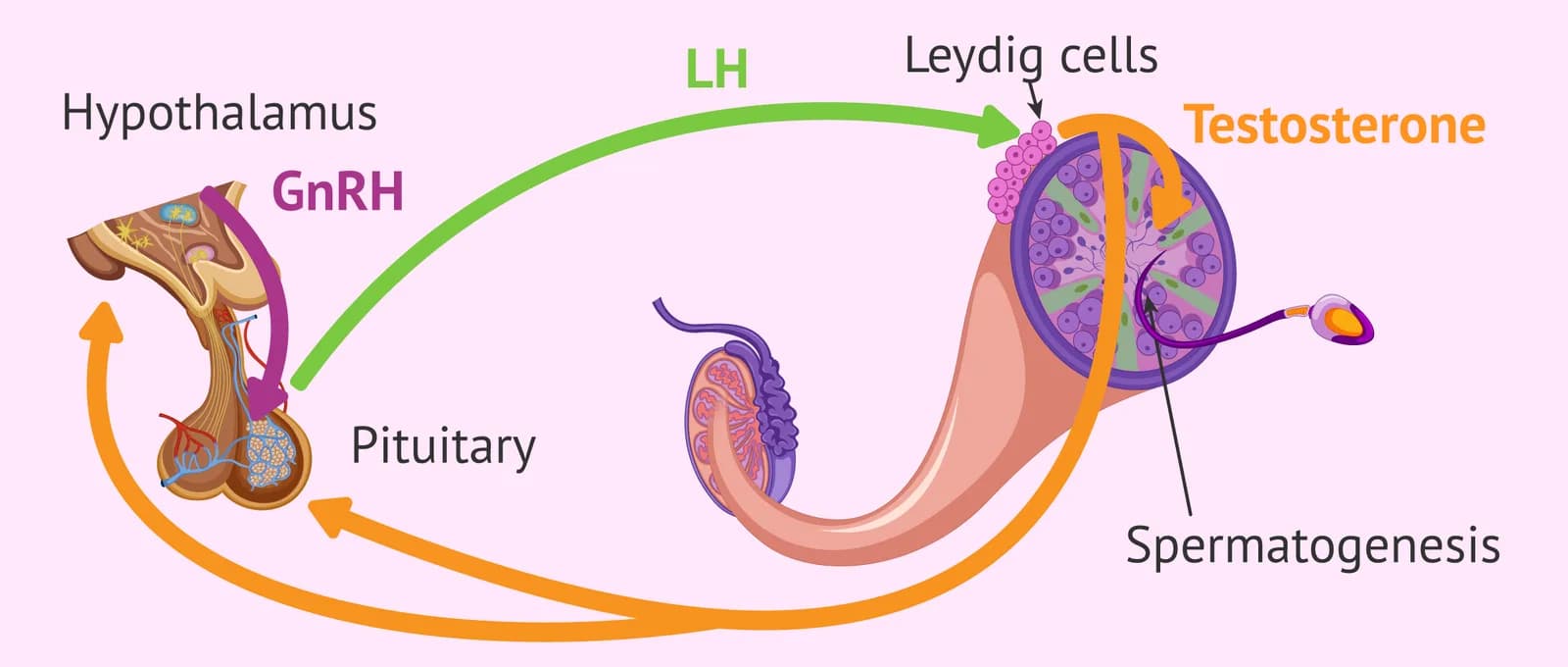 Accurate Follicle Hormone Test in Delhi by Fertylity IVF