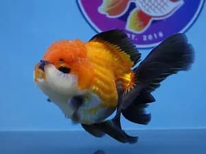 Online Goldfish Store