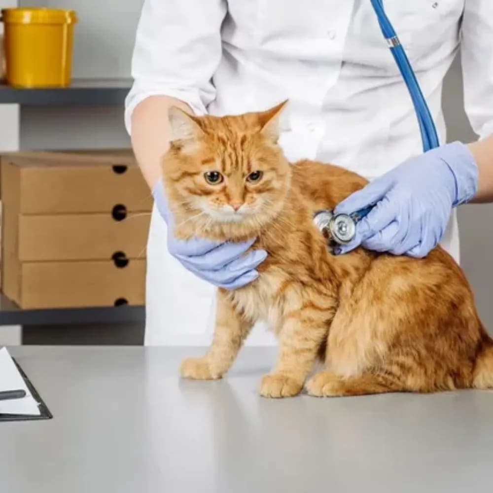 Trusted Pet Walk-In Hospital in Galt for Convenient Veterinary Care